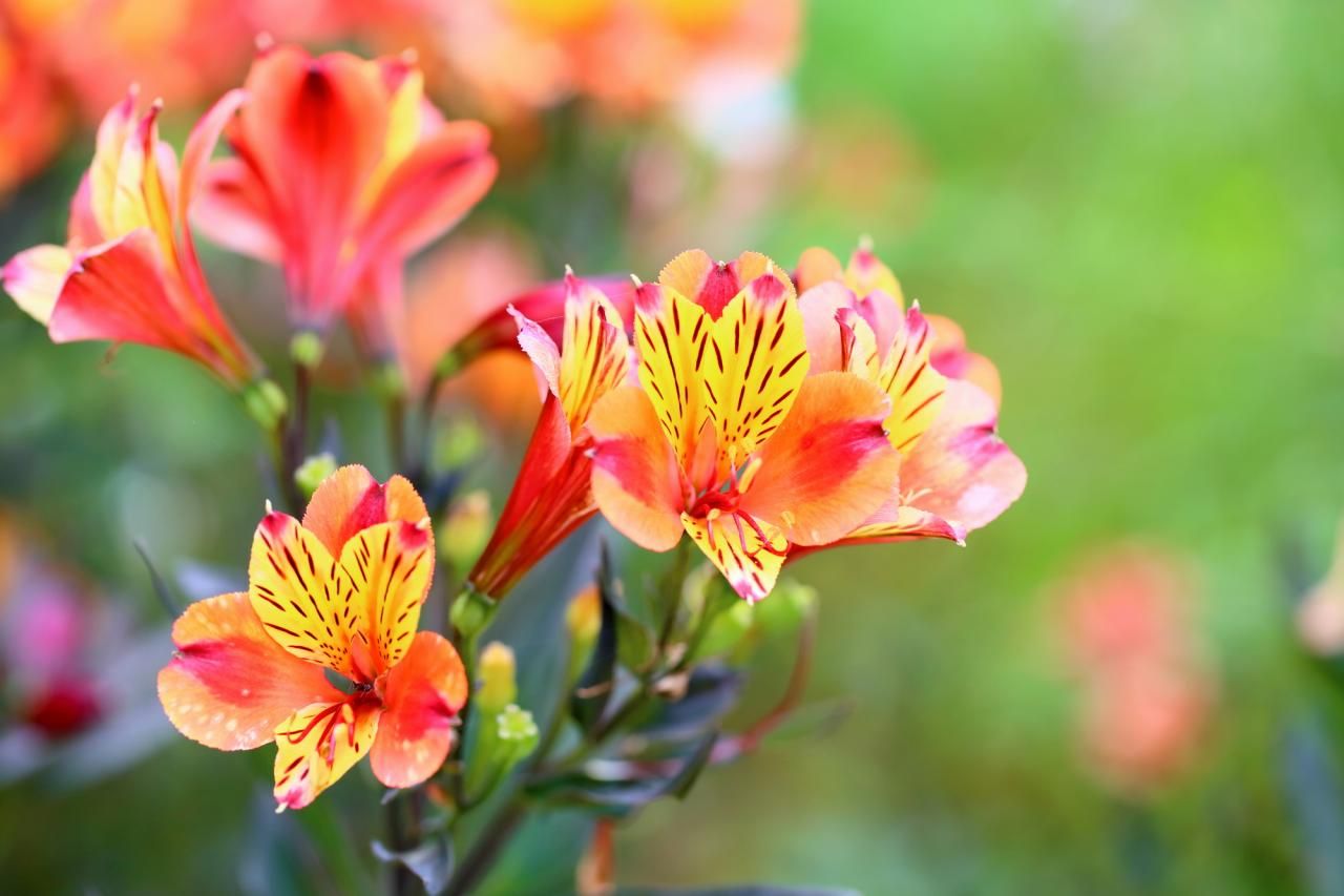 4月の誕生花はコチラ！大人気のアルストロメリアとお勧めのお花