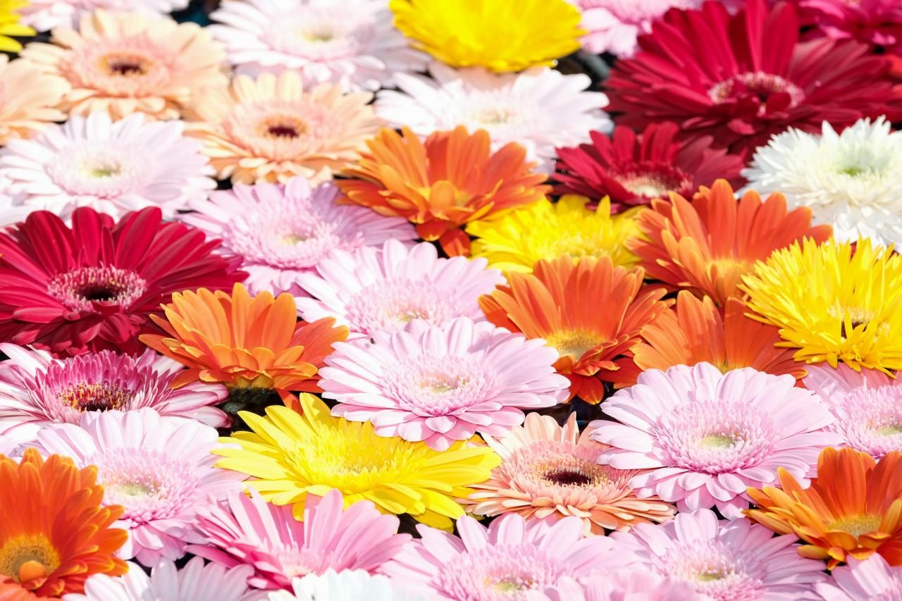 フラワーロス解決を支援できるお花の購入方法
