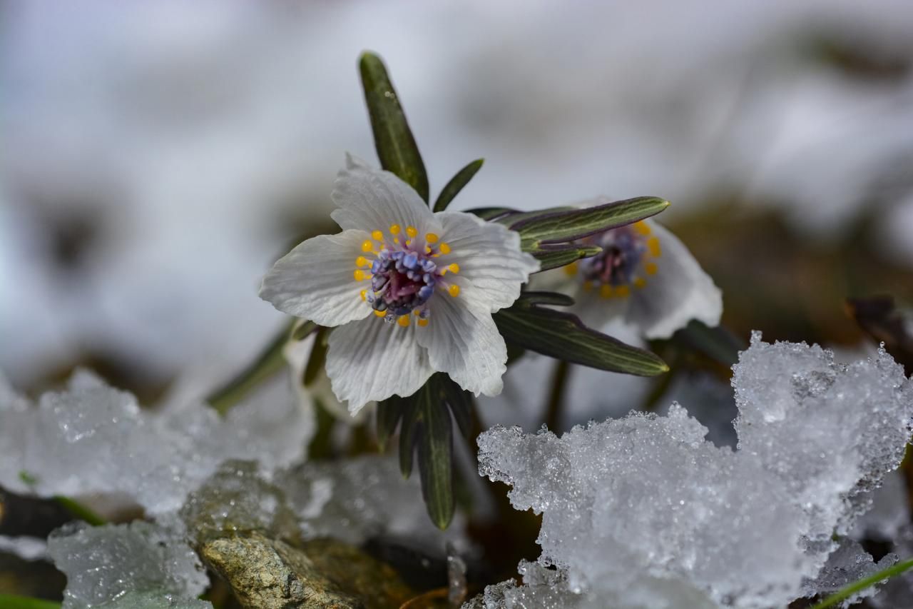 冬の花といえば？人気の種類や特徴、開花時期、花言葉を解説