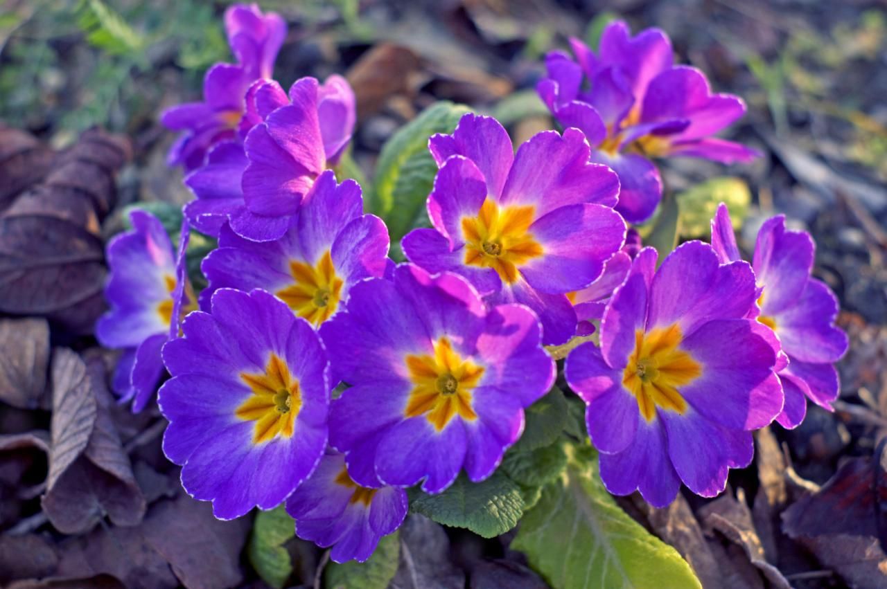 冬の花壇レイアウトにおすすめの組み合わせ4選！花の選び方も解説