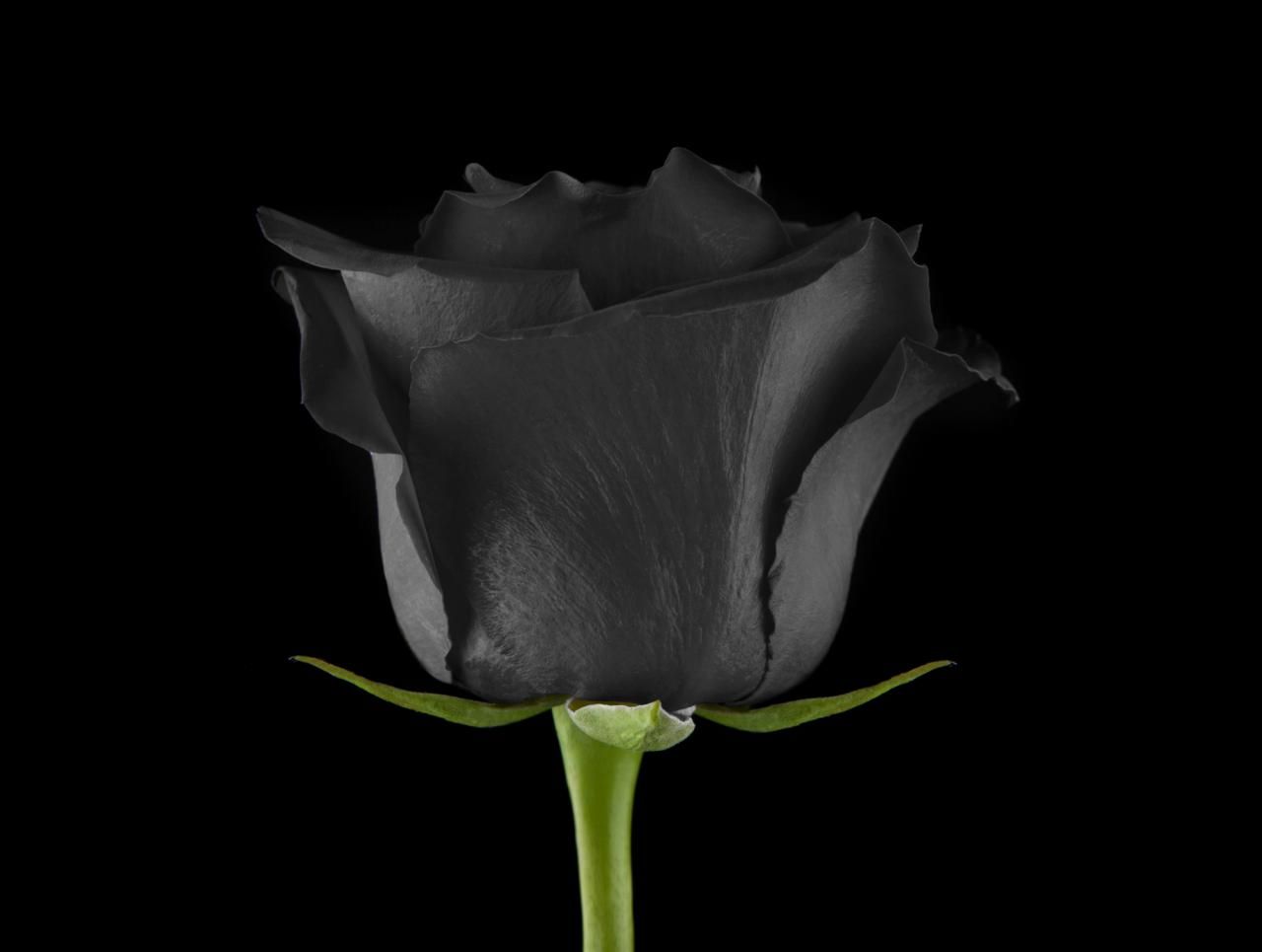 少し怖い意味の花言葉を持つ『黒バラ』それでもお勧めな希少品種