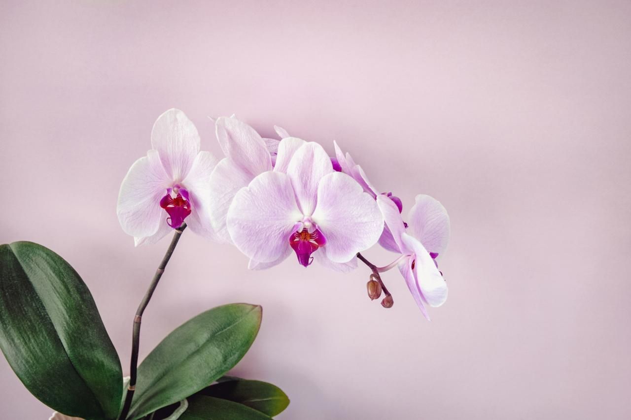 マイクロ胡蝶蘭は気軽に自宅で楽しめる花！育て方や値段を解説