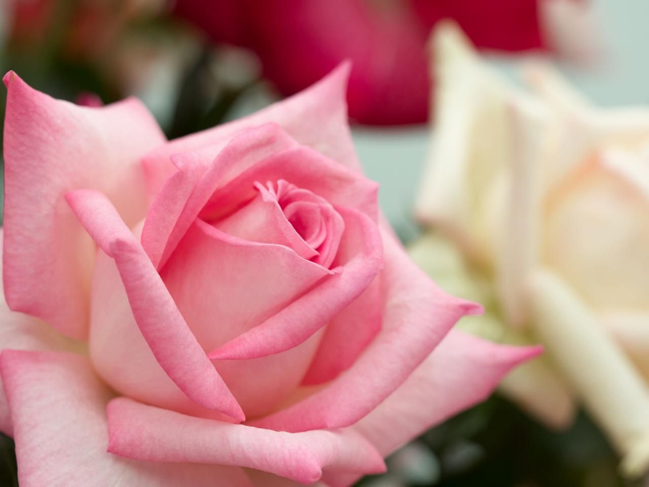 ピンクのバラの花言葉｜条件で変わる意味やおすすめの渡し方について