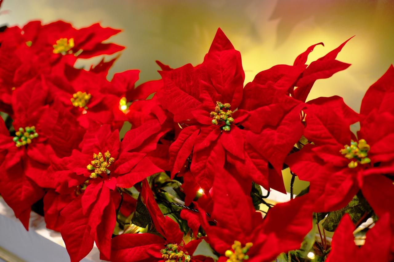 クリスマスにお薦めの赤い花7選！ポインセチアだけじゃない！