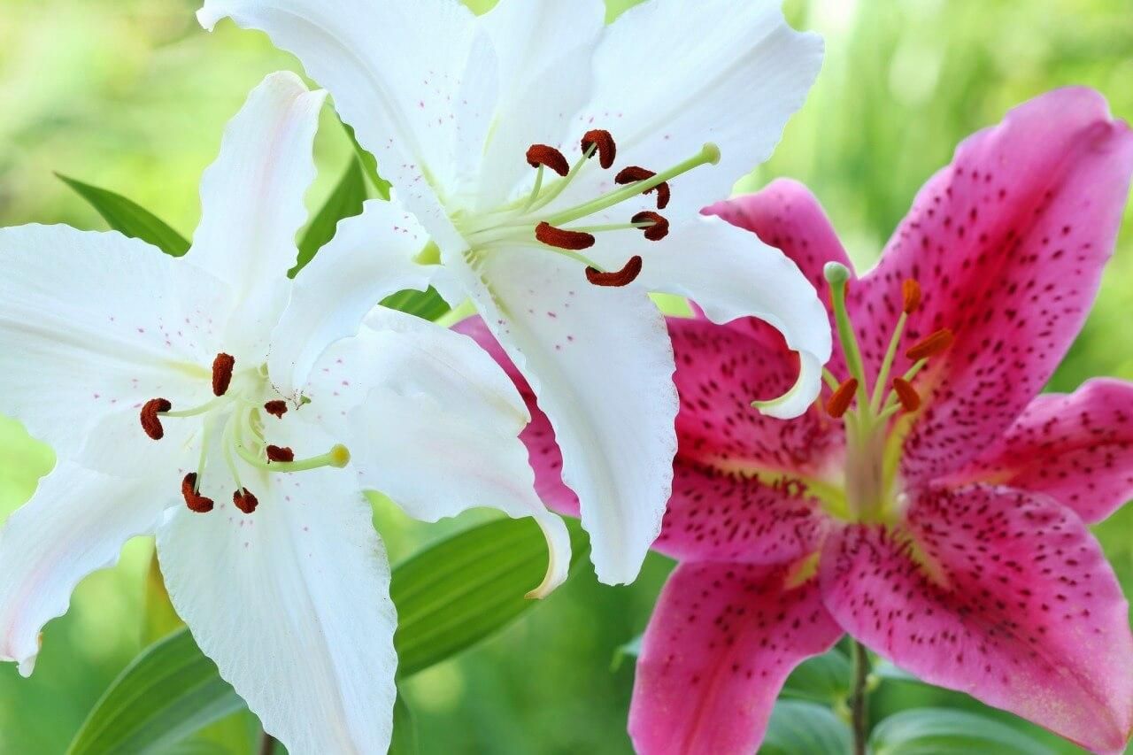 ユリの花言葉は色 国 品種で違う プレゼントに役立つ花言葉を詳しく紹介